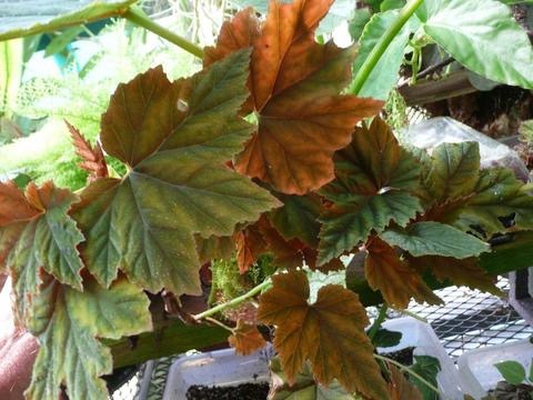 B. ‘Bronze de Nancy’